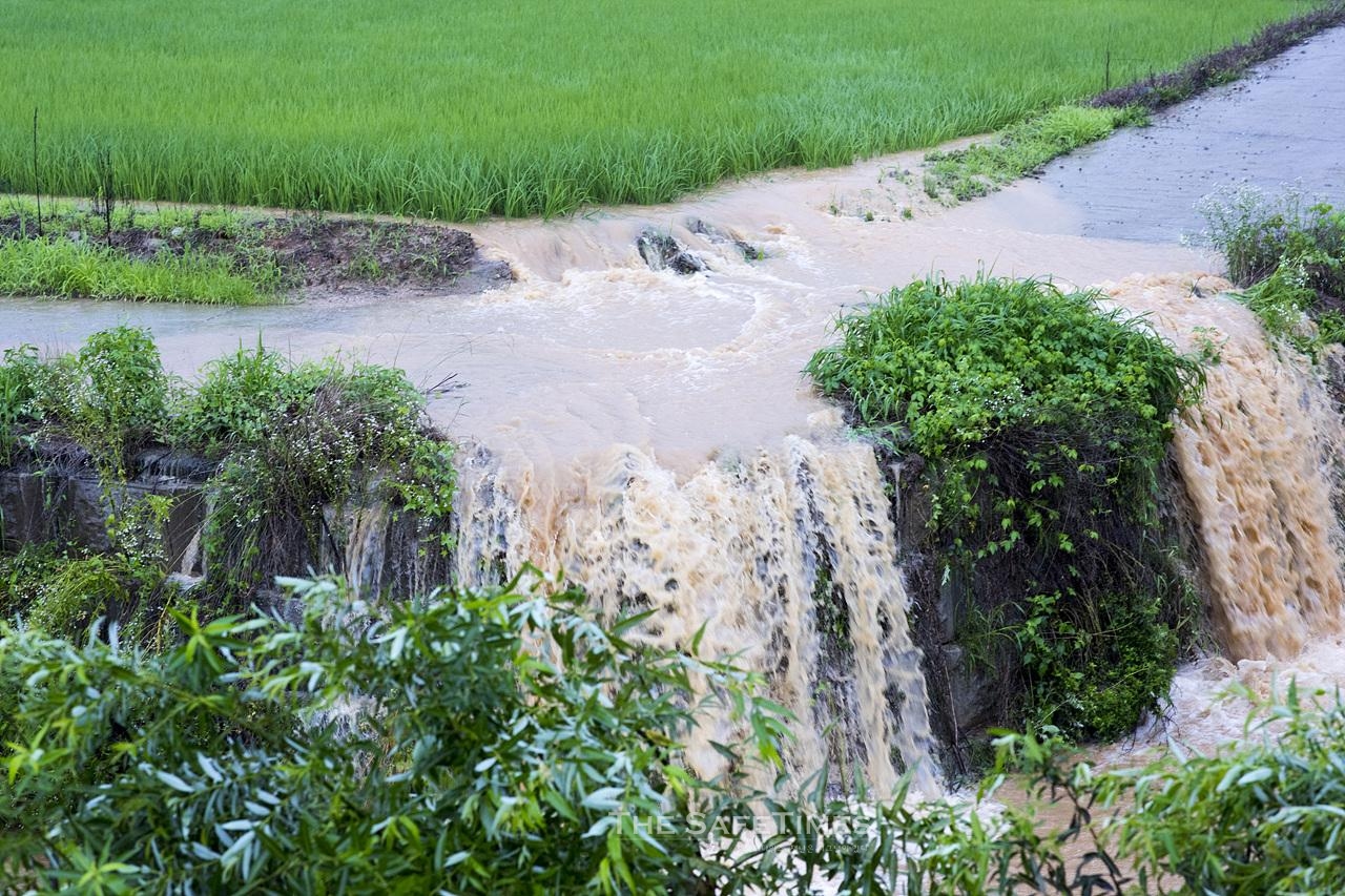 ▲ 16일 기록적인 폭우가 내린 충북 청주의 논에 물이 쏟아져 내리고 있다. ⓒ 오건호 전문위원