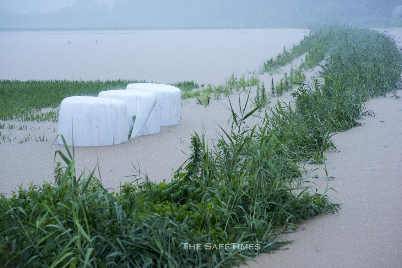 ▲ 16일 기록적인 폭우로 충북 청주의 논이 침수됐다. ⓒ 오건호 전문위원