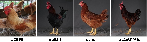 ▲ 국제기구에 등재된 국내 닭 4품종. ⓒ 농촌진흥청