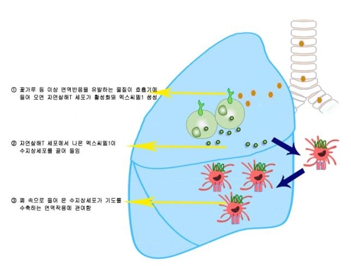 ▲ XCL1 단백질과 수지상세포와 천식 유발 관계. ⓒ 서울대병원