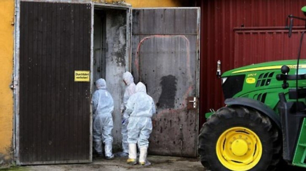▲ 독일 방역 요원들이 2015년 9월 2일 치명적 돼지 전염병인 아프리카돼지출혈열(ASF)이 발생한 드레스덴의 한 농가에서 방역작업을 하고 있다. ⓒ EPA