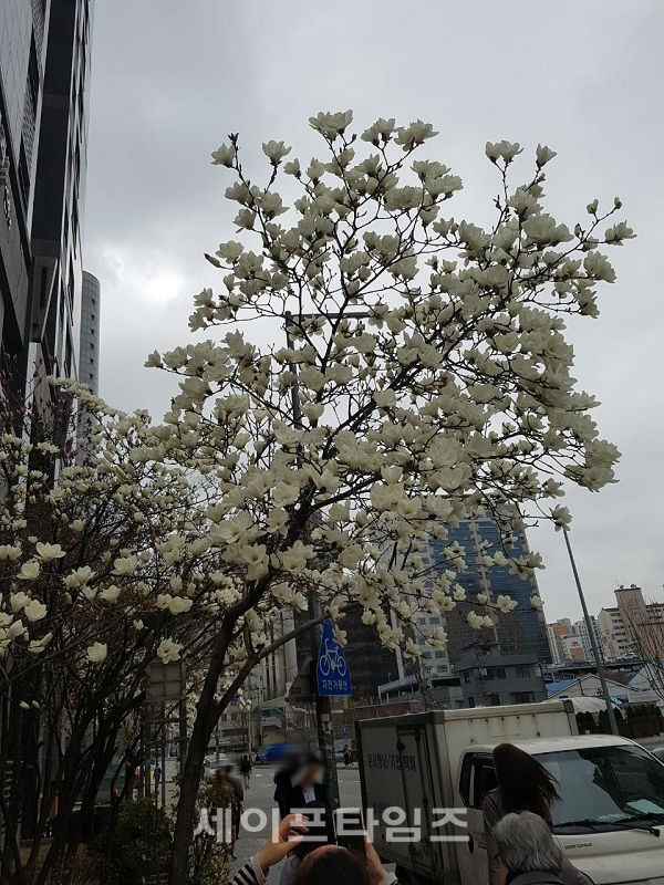 ▲ 시민이 서울 마포구 공덕역 1번출구 앞에 활짝 핀 목련꽃을 찍고 있다. ⓒ 여용구 기자