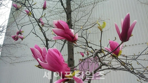 ▲ 서울 노원구 한 아파트단지옆에 붉은 목련이 봄이 왔음을 알리고 있다. ⓒ 이정형 기자