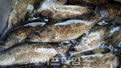▲ 민물 어종 쏘가리 ⓒ 한국쏘가리연구소
