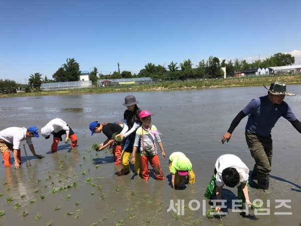 ▲ 어린이들이 벼농장에서 농업 체험을하고 있다. ⓒ 서울시