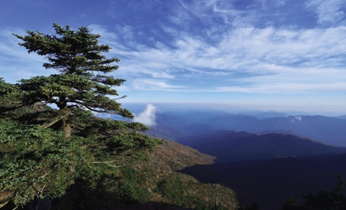 ▲ 지리산 천왕봉의 구상나무 ⓒ 국립산림과학원