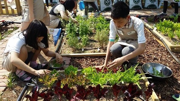 ▲ 중학생들이 학교 텃밭에서 상추를 수확하고 있다. ⓒ 농촌진흥청