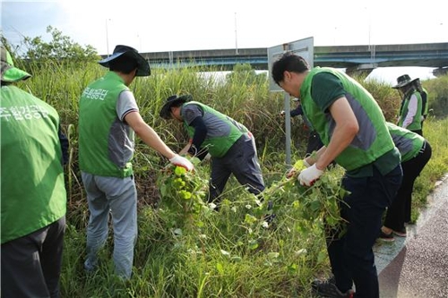 ▲ 광주환경공단 관계자들이 광주천에서 생태계 교란식물을 제거하고 있다. ⓒ 광주환경공단