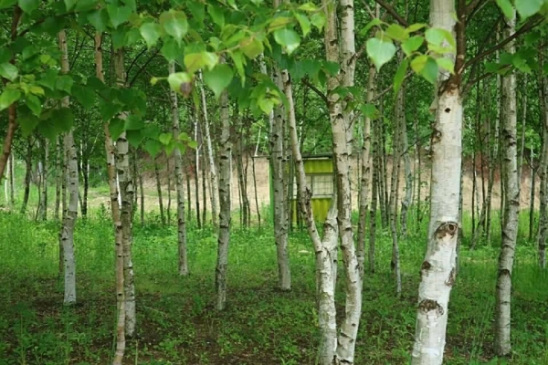 ▲ 화천 소도마을 신농학당에 있는 자작나무 숲. ⓒ 신농학당
