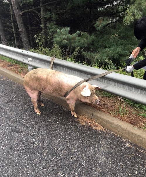 ▲ 서해안고속도로서 발견된 돼지가 가드레일에 밧줄로 묶여있다. ⓒ 연합뉴스