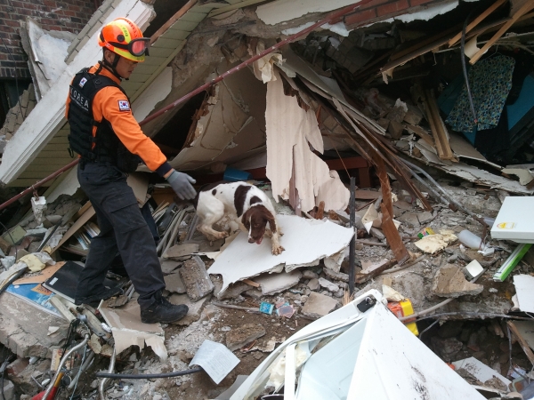 ▲ 인명구조견이 재난현장에서 119 구조대원과 수색 작업을 하고 있다. ⓒ 소방청