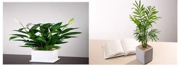 ▲ 이달의 꽃으로 선정된 스파티필럼(왼쪽)과 황야자. ⓒ 농림축산식품부