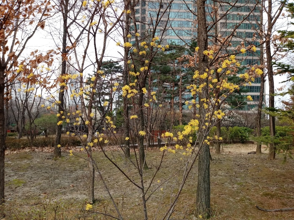 ▲ 서울 용산구 한 공원에서 흐린 날씨 가운데 꽃이 피었다. ⓒ 김희리 기자