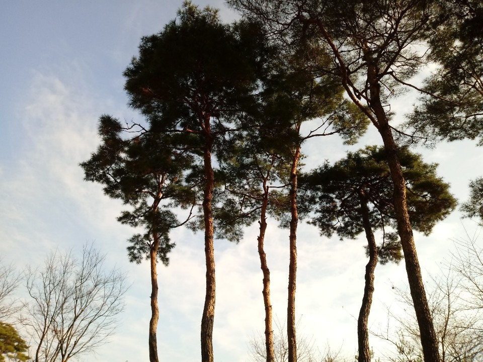 ▲ 1일 서울 용산의 한 공원에서 맑은 하늘 아래 소나무가 서 있다. ⓒ 김희리 기자