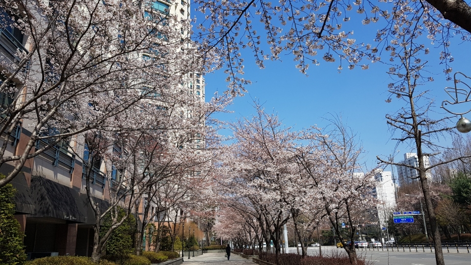 ▲ 3일 경기 성남시 분당구 수내동 한 거리에 만개한 벚꽃. ⓒ 박혜숙 기자