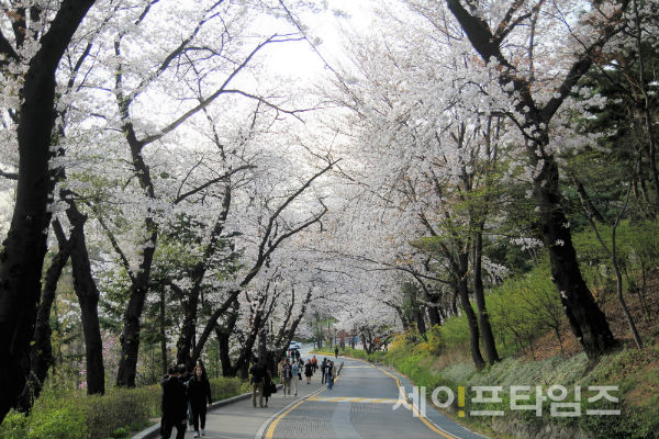 ▲ 시민들이 남산공원 순환로 벚꽃길을 걷고 있다. ⓒ 서울시