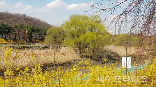 ▲ 지난 2일 경기도 성남 탄천변에 개나리꽃이 활짝 폈다. ⓒ 세이프타임즈 DB