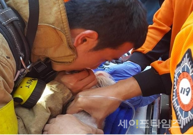 ▲ 화재현장에서 한 소방대원이 강아지에게 심폐소생술을 하고 있다. ⓒ 소방청