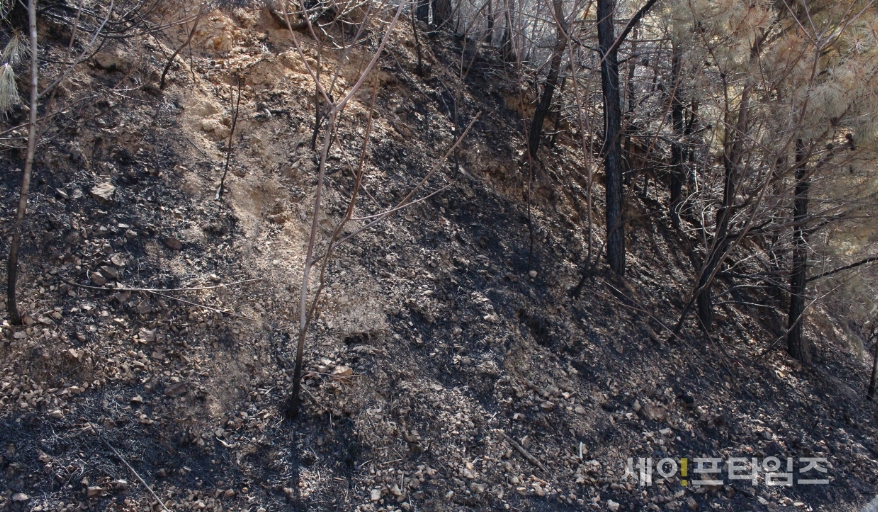 ▲ 강원 고성군 토성면 일대 산림이 지난 4일 발생한 불로 폐허로 변했다. ⓒ 서경원 기자