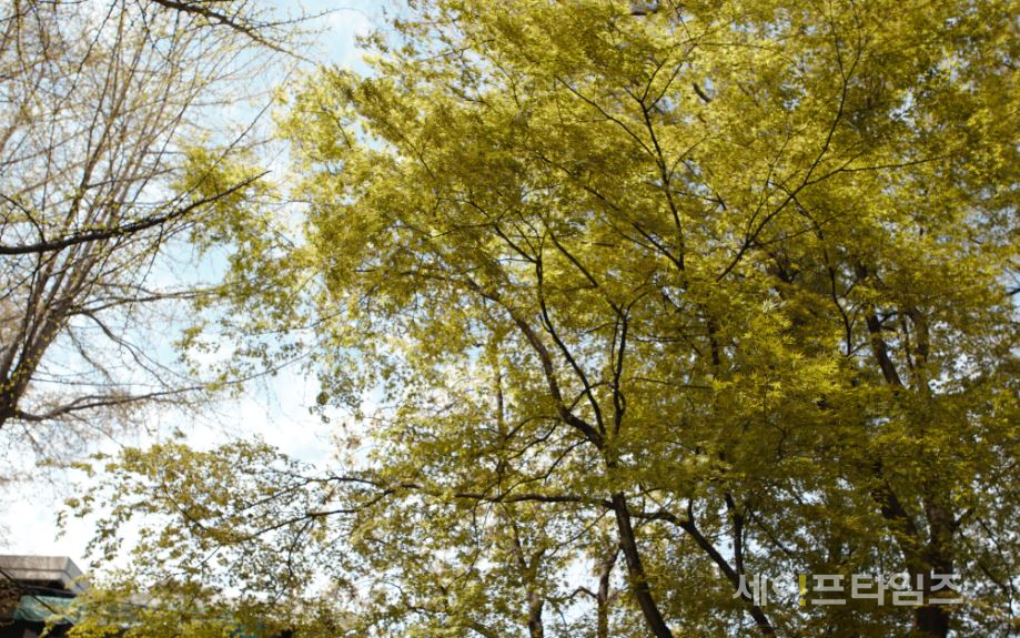 ▲ 초여름 날씨가 시작되면서 나무에 푸른 잎이 무성하다. ⓒ 김희리 기자