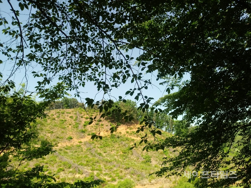 ▲ 경기도 안성시 한 산책길 나무와 언덕에 푸른잎이 돋아났다. ⓒ 김희리 기자