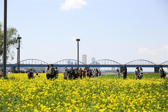 ▲ 시민들이 반포한강공원 서래섬에 있는 유채꽃밭을 구경하고 있다. ⓒ 서울시