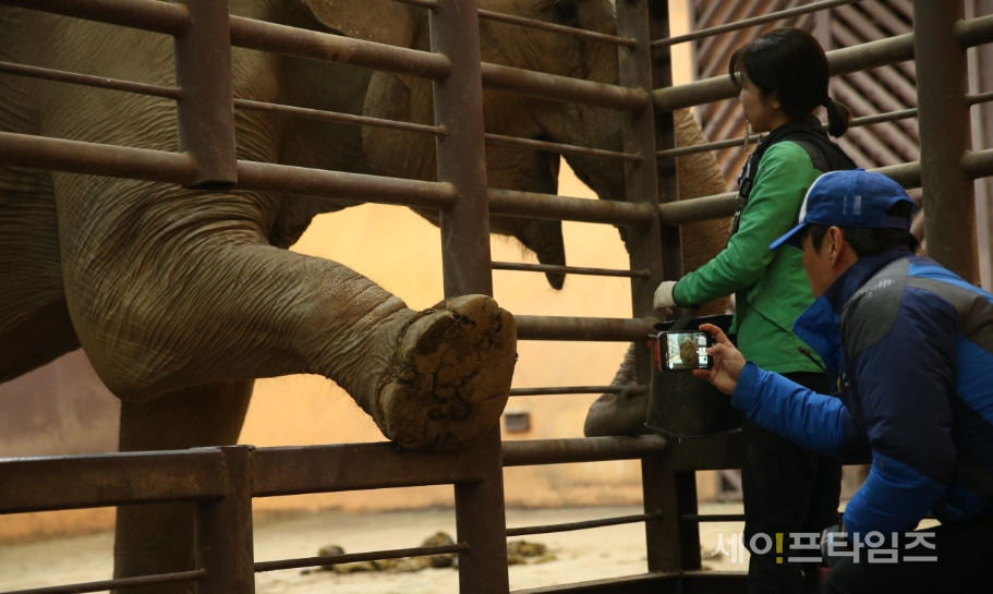 ▲ 서울대공원 사육사들이 코끼리 긍정강화훈련에서 발을 살펴보고 있다. ⓒ 서울시