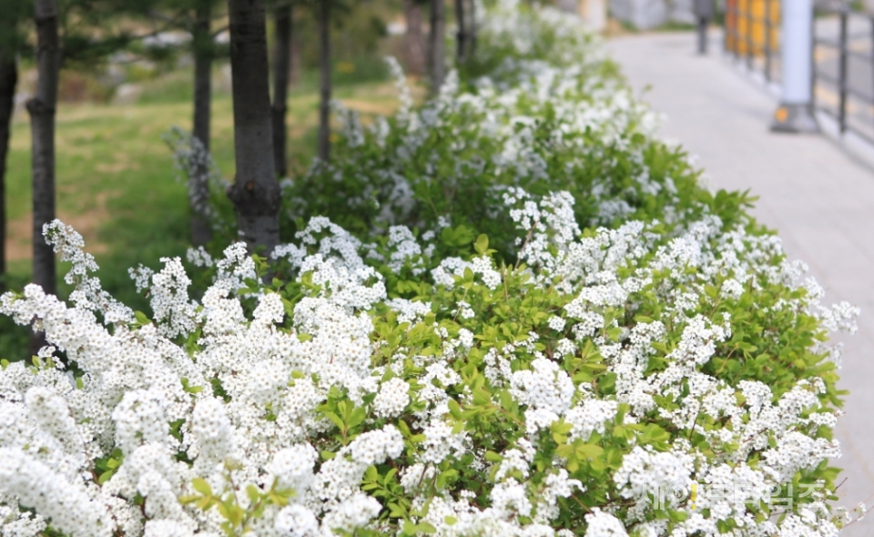▲ 서울 방배동 한 공원에 흰 꽃들이 늘어서 있다. ⓒ 세이프타임즈 DB