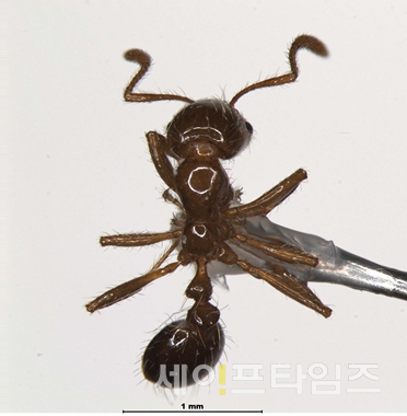 ▲ 중국산 조경용 석재에서 발견된 붉은불개미 ⓒ 농림부
