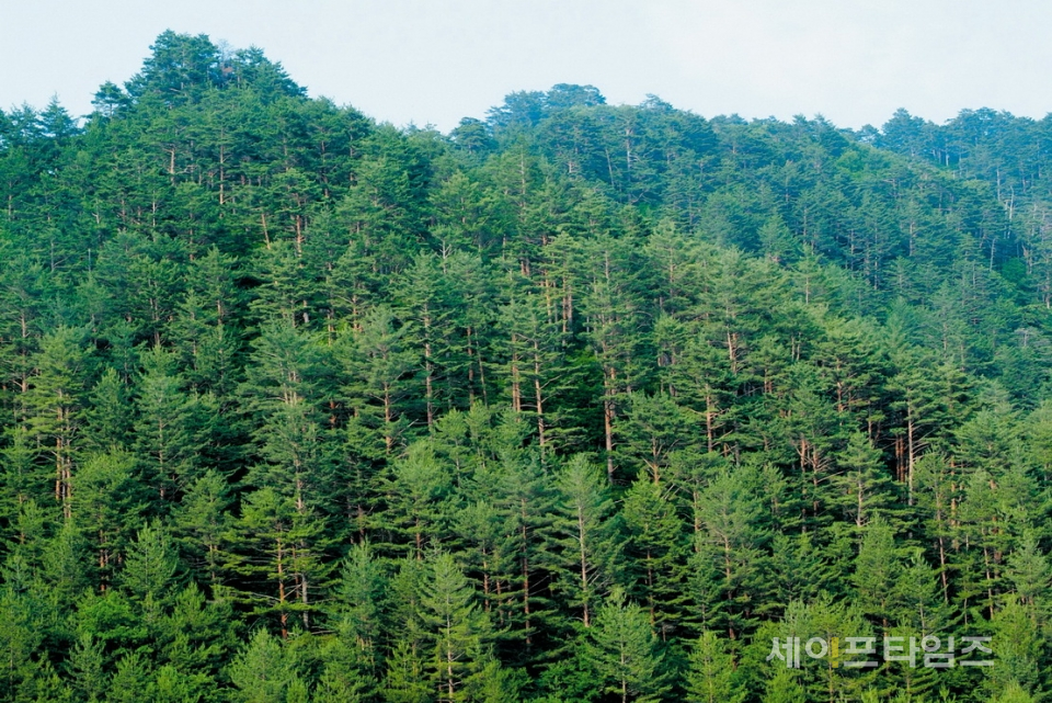 ▲ 산림청은 오는 27일 속초에서 '2019년 전국 산림병해충 방재 워크숍'을 개최한다. 설악산 국립공원 ⓒ 산림청