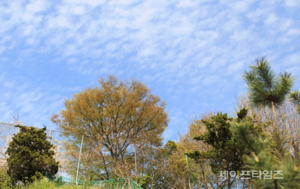 ▲ 서울 동작구 방배동 한 공원에서 바라본 하늘이 털구름으로 덮여있다. ⓒ 세이프타임즈 DB