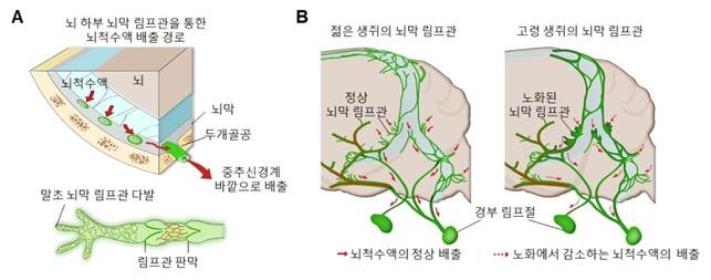 ▲ 노화 생쥐 모델의 뇌막 림프관 구조와 기능도 ⓒ 과기정통부