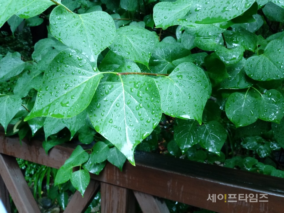 ▲ 서울 용산구 한 공원에 자란 나뭇잎이 장맛비를 맞고 있다. ⓒ 김희리 기자