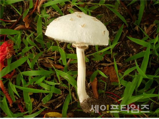 ▲ 흰독큰갓버섯 ⓒ 환경부