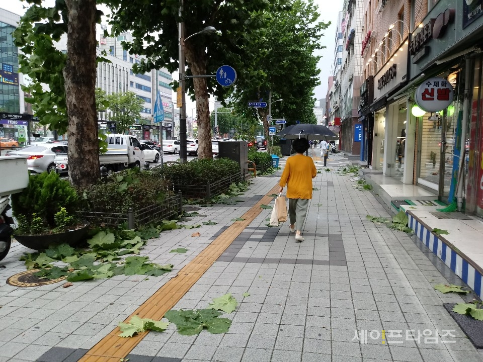 ▲ 서울 용산구 한 거리에서 강풍으로 가로수 잎이 떨어졌다. ⓒ 김희리 기자