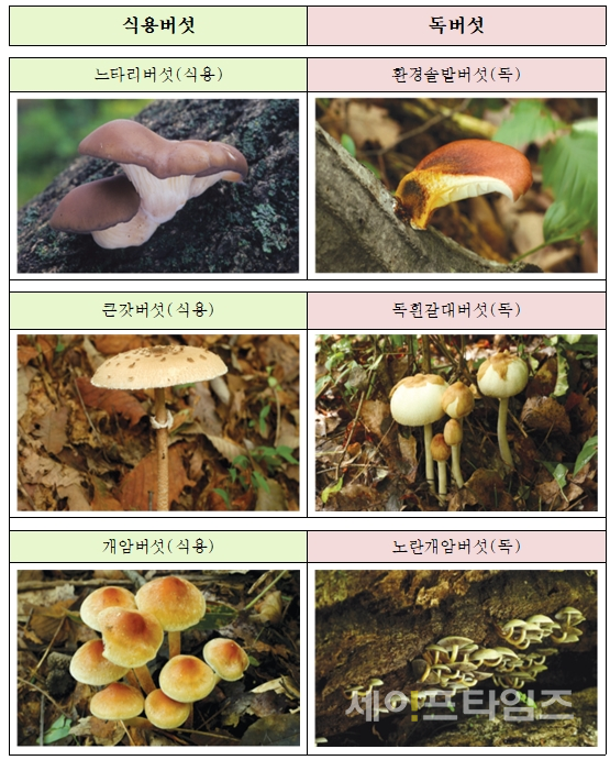 ▲ 식용버섯(왼쪽)과 독버섯 ⓒ 국립수목원