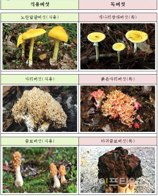 ▲ 식용버섯(왼쪽)과 독버섯 ⓒ 국립수목원