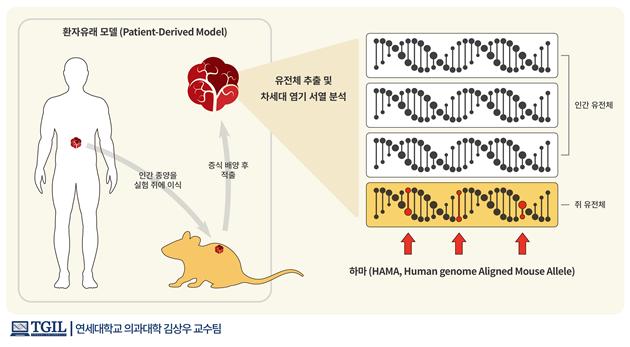 ▲ 환자의 암세포를 쥐에 주입한 뒤 분석하는 방법은 쥐와 인간의 유전자 서열 차이 때문에 오류가 날 수도 있다. ⓒ 과기부