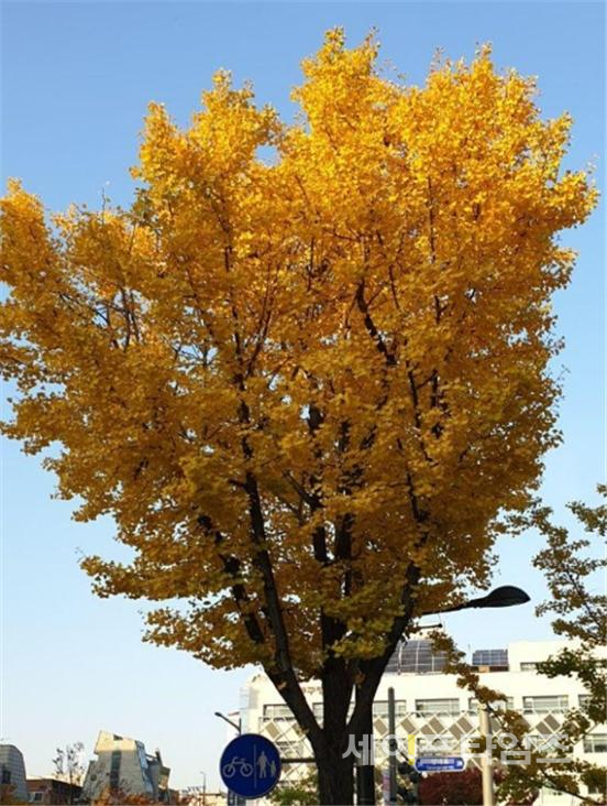 ▲ 서울 강동구청 앞 은행나무도 가을이 지나가고 있는 것을 알리고 있다. ⓒ 이선욱 기자