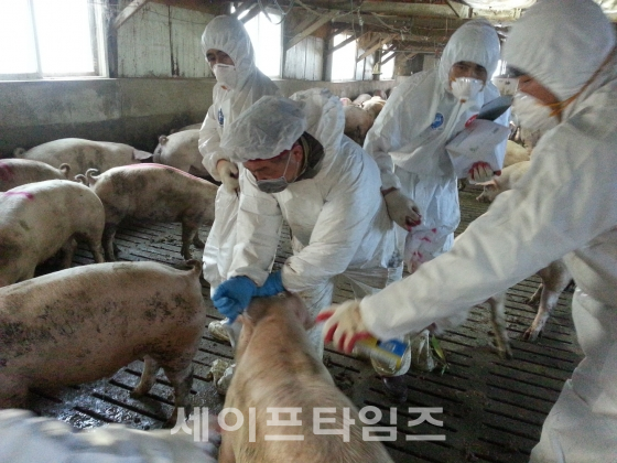 ▲ 농식품부가 18일 구제역 백신 항체가 적은 돼지 49마리를 적발했다. ⓒ 세이프타임즈 DB