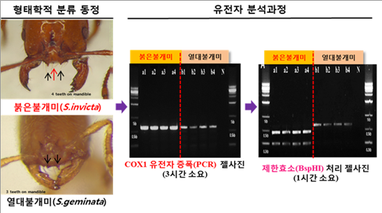 ▲ CAPS 마커를 활용한 붉은 붉개미 유전자 분석 진단법 ⓒ 농림축산검역본부