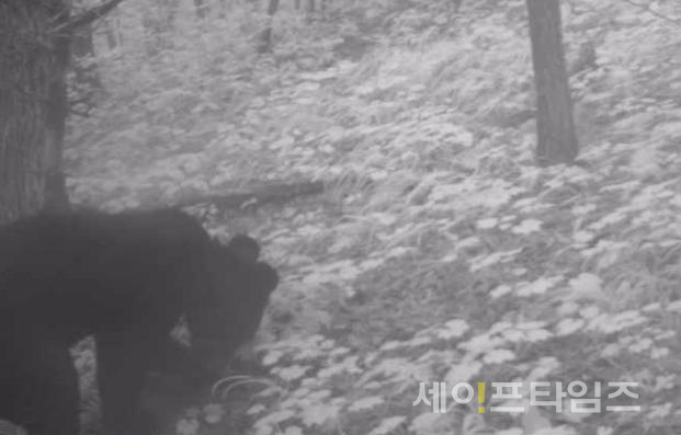 ▲ 새끼 반달가슴곰이 지난 9월 2일 무주 삼봉산에서 유인먹이를 섭식하고 있다. ⓒ 환경부