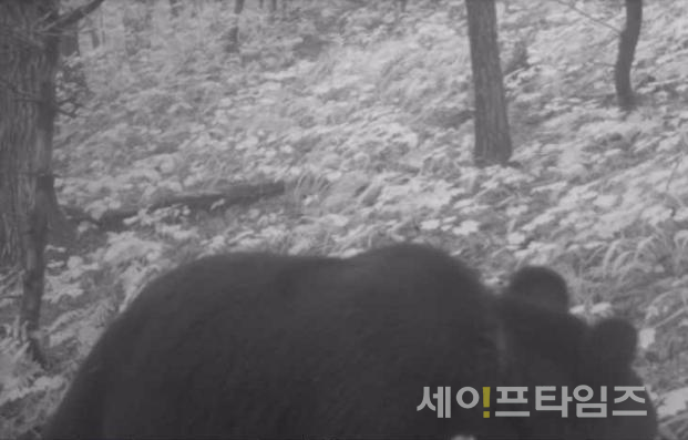 ▲ 지난 9월 2일 무주 삼봉산 무인카메라에 귀 발신기를 착용하지 않은 새끼 반달가슴곰이 찍혔다. ⓒ 환경부
