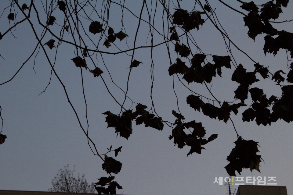 ▲ 흐린 하늘 아래 마른 나뭇잎이 가지에 매달려 있다. ⓒ 김희리 기자