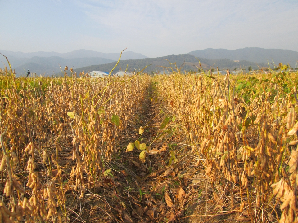 ▲ 농촌진흥청이 봄감자와 콩을 이모작할 때 농가소득이 38% 높다고 밝혔다. ⓒ 농촌진흥청