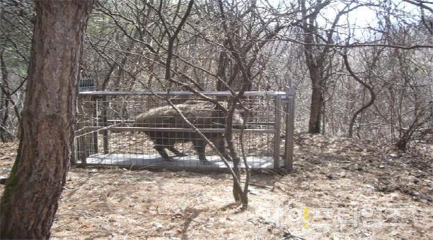 ▲ 포획틀에 갇혀 있는 야생 멧돼지 ⓒ 환경부