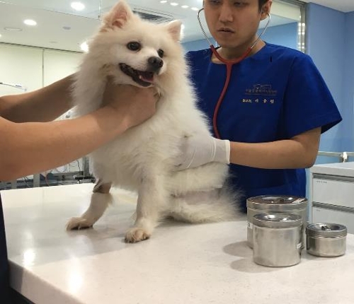 ▲ 반려동물이 동물병원에서 진료를 받고 있다. ⓒ 서울시