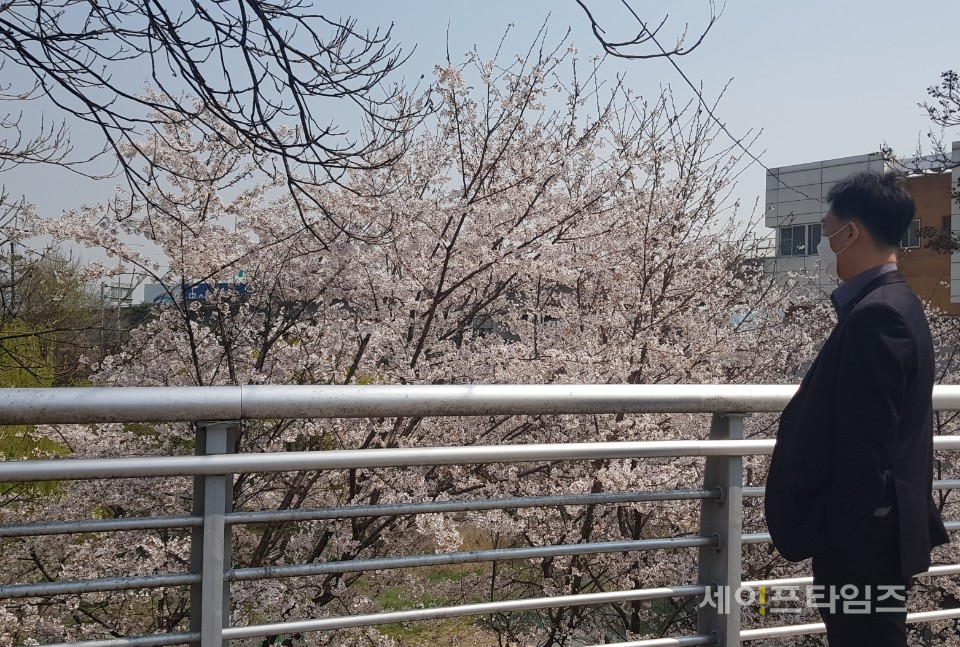 ▲ 1일 광진구 구의강변로 인근에서 한 시민이 활짝 핀 벚꽃을 바라보고 있다.ⓒ 이상종 기자