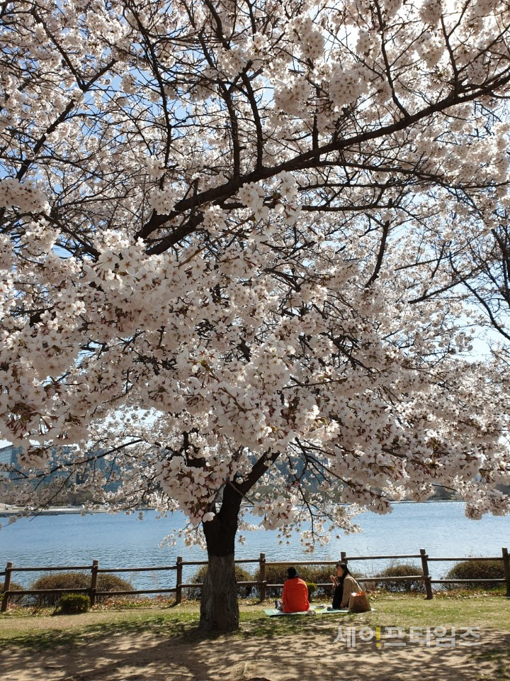 ▲ 지나 4일 일산 호수공원에 시민들이 활짝 핀 벚꽃나무 아래서 봄날을 만끽하고 있다. ⓒ 이봉우 기자