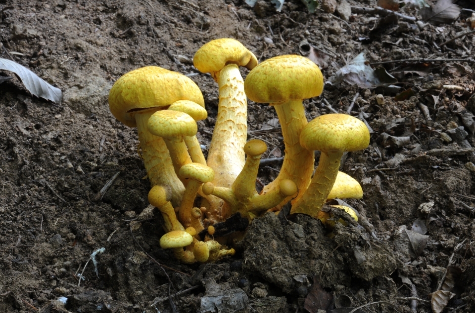 ▲ 갈황색미치광이버섯. ⓒ 산림청